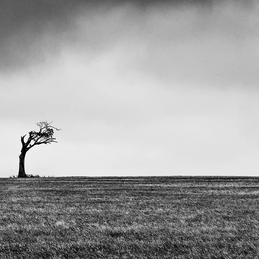 Lonely tree on the horizon